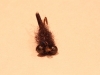 black-ops-carp-fly-10