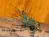 carp-fly-crayfish-carp-pattern