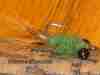 carp-fly-crayfish-grass-carp