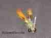 carp-fly-crayfish-pattern-for-carp