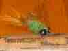 carp-fly-crayfish-rough-dub-for-sale