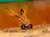 carp-fly-crayfish-sl45-grass-carp-flies