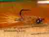 carp-fly-crayfish-sl45-rough-dub-grass-carp
