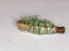 carp-scud-fly-3-2