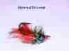 crayfish-chronic-carp-fly-9