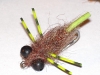 creeping-line-tail-carp-fly-16