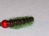 scud-carp-fly-10