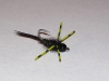 genx-carp-fly-9
