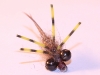 gold-ribbed-creeper-nymph-carp-fly-5