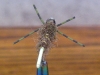 line-tail-bead-headed-caddis-carp-fly-6