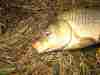 carp-fly-fishing-4