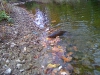 carp-fly-fishing