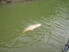 carp-fly-rod-fishing-3