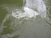 fly-fishing-grass-carp-2