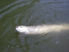 fly-fishing-grass-carp-3