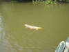 common-carp-fly-fishing-2