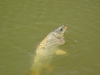 common-carp-fly-fishing-3