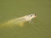 common-carp-fly-fishing-4