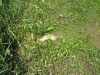 common-carp-fly-fishing-5