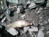 common-carp-s-1