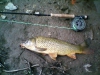 common-carp-s