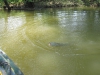 grass-carp-fly-fishing-10