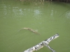 grass-carp-fly-fishing-12