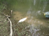 grass-carp-fly-fishing-3