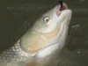 grass-carp-fly-fishing-5