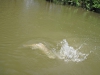grass-carp-fly-fishing-6