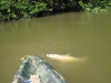 grass-carp-fly-fishing-7