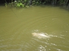 grass-carp-fly-fishing-8