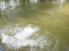 grass-carp-fly-fishing-9