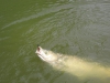 grass-carp-fly-rod-2