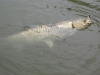grass-carp-fly-rod-3