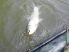 grass-carp-fly-rod-5