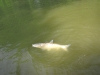 grass-carp-fly-rod