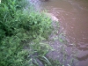 grass-carp-s-3