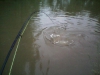 grass-carp-s