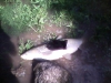 grass-carp-with-glove