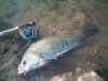 smallmouth-buffalo