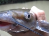 channel-catfish-fly-fishing-5