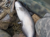 fly-fishing-blue-catfish-4