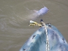 fly-fishing-blue-catfish-8