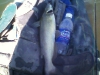 catfish-fly-fishing-17
