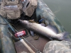 catfish-fly-fishing-20