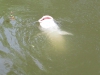 catfish-fly-fishing-25