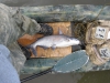 catfish-fly-fishing-27