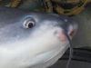 catfish-fly-fishing-28