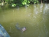 catfish-fly-fishing-29